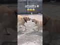 mili jimmy fighting 😱🐶#viral #dog #trending #trendingshorts #funny #viral short#youtubeshorts  l