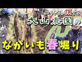 【五戸グルメ】前編：ながいも春堀りシーズン到来！大山農園さんのながいも収穫に突撃取材！プロモーションページから購入できます！【攻める農家さん】