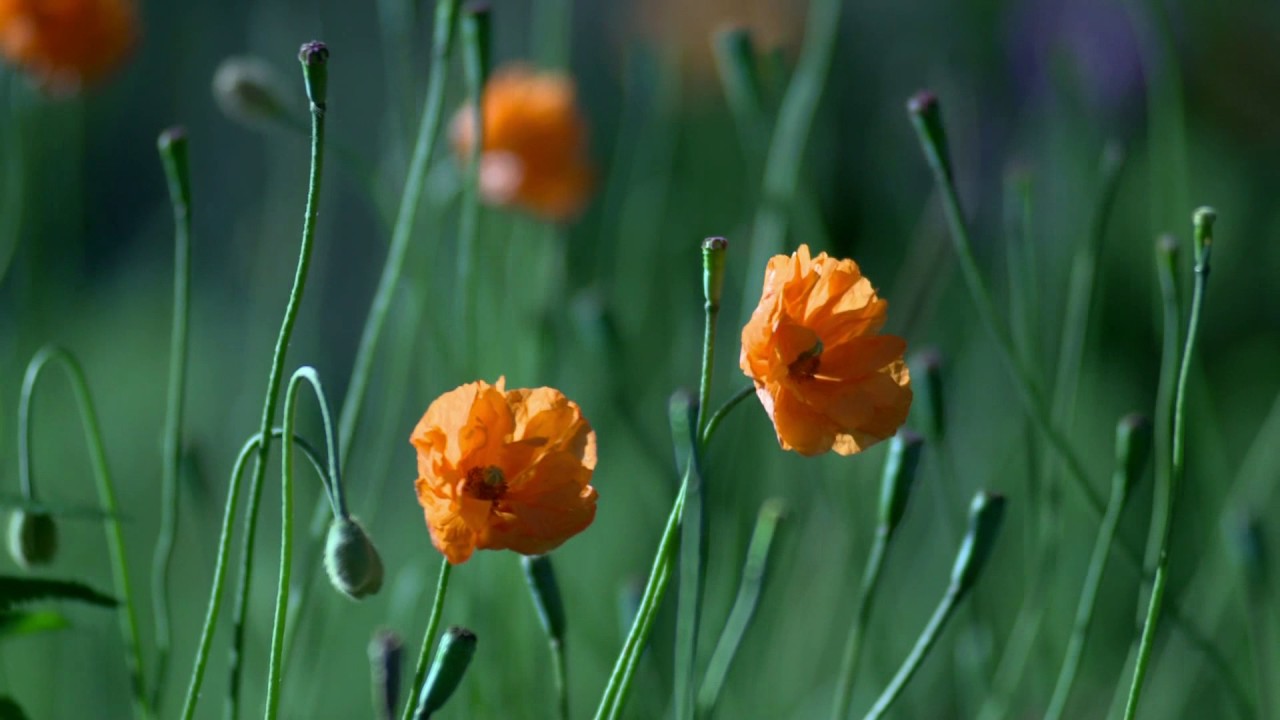 b/33429458 - VAST tag special character redirect