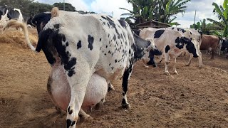 Preço de três vacas produzindo quase 100 litros dia || Melhores vacas valendo pouco dinheiro