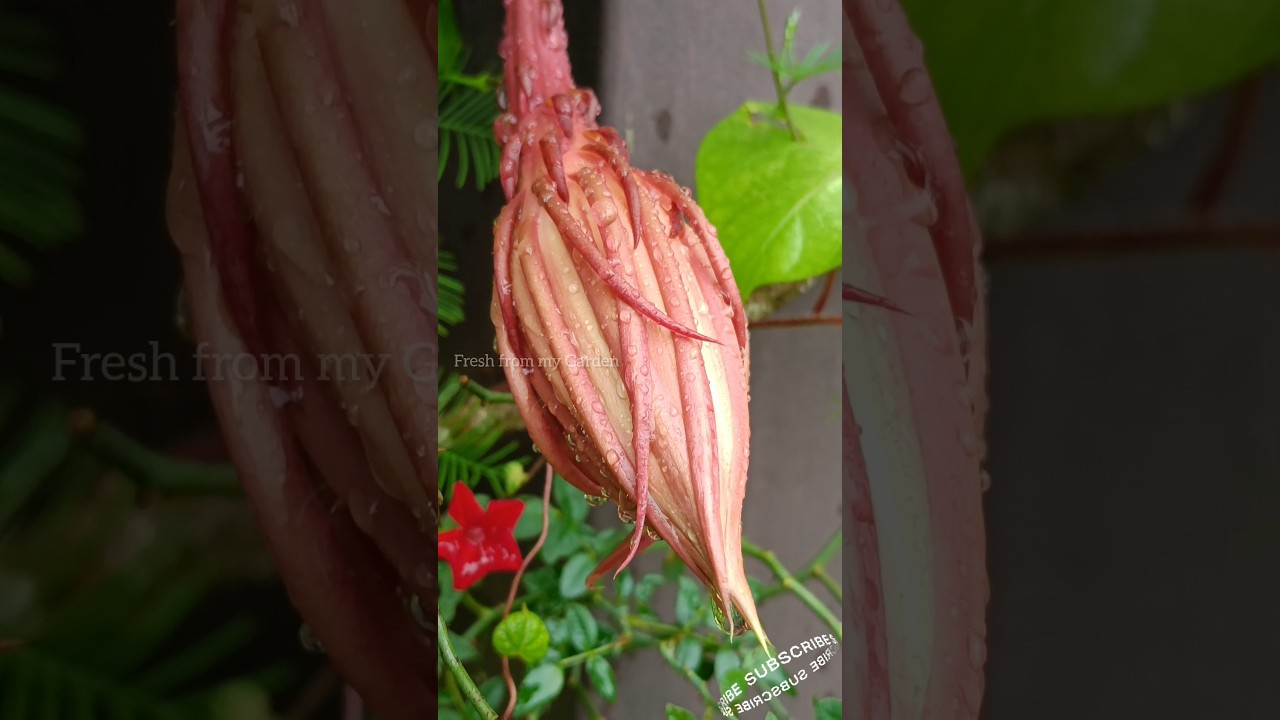 china doll plant China Doll