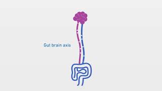 What is the gut-brain axis