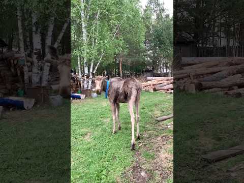 Федя, не дает себя вычесать😂🫎🌲😍🥰 #сибирь #животные #лесной #тайга #природа #север #лес #лосенок