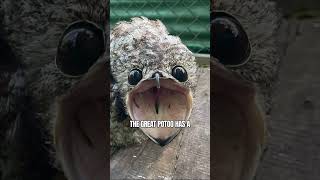 Great Potoo the South American Ghost Bird #shorts screenshot 2