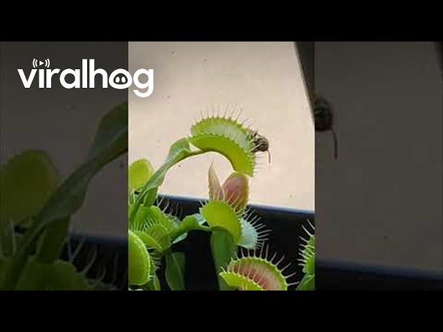 Venus Flytrap vs Wasp || ViralHog class=