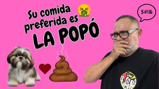 PORQUE el Shih Tzu AMA COMER POPÓ | TODO LO QUE NO SABÍAS