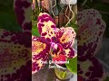 Азиатская Орхидея ОХ Даймонд от Son Ya первое цветение #orchidworld #orchid #обзорорхидей