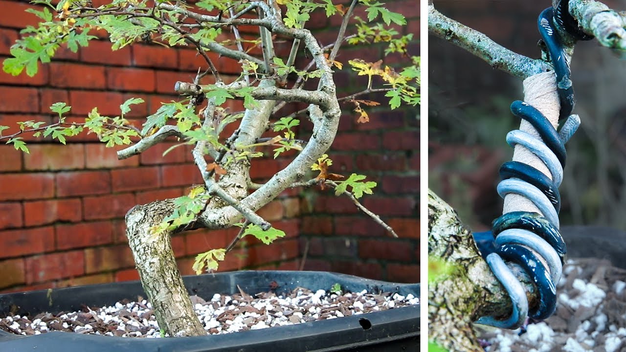 Yamadori Hawthorn success and failure YouTube