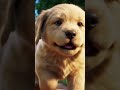 #cutedogdance