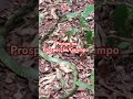 #garimpo #prospecção #natureza #pedraspreciosas