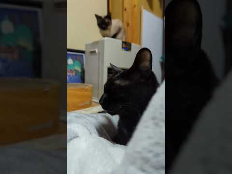 朝は静かな兄妹猫 - Cats siblings in the  morning - #Shorts