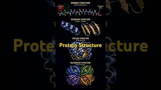 Protein Structure |#protein