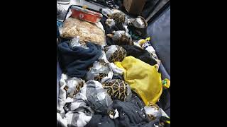 Over 1,500 turtles found inside luggage in Manila