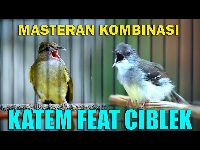 MASTERAN KAPAS TEMBAK KOMBINASI CIBLEK KRISTAL AUDIO JERNIH JEDA 1 MENIT class=