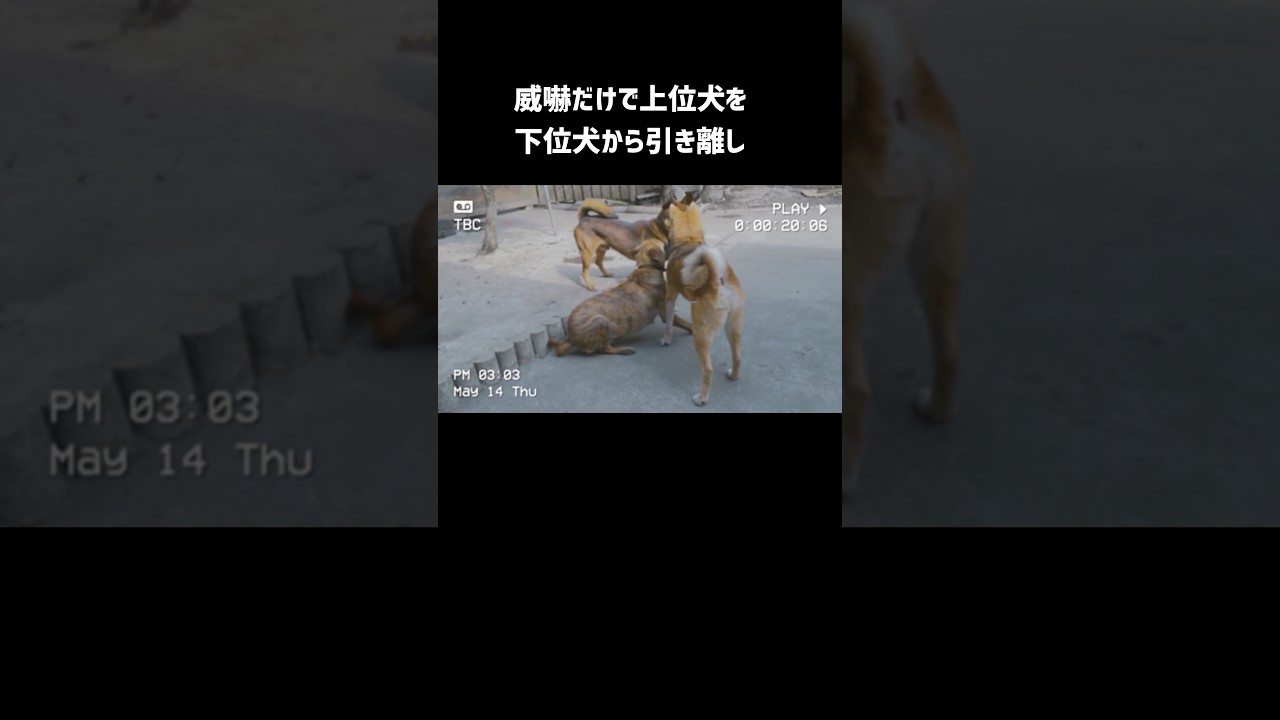 伝説のリーダー犬を受け継ぎ…
