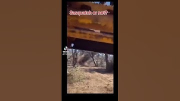 Sasquatch? #mystery #creepypasta #sasquatch_01 #usa #forestmonster #wolfman #bigfoot #Paranormal #lo