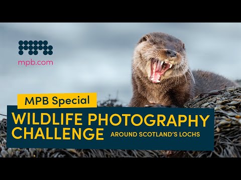 On Assignment: Wildlife Photography Around Scotland's Lochs | MPB