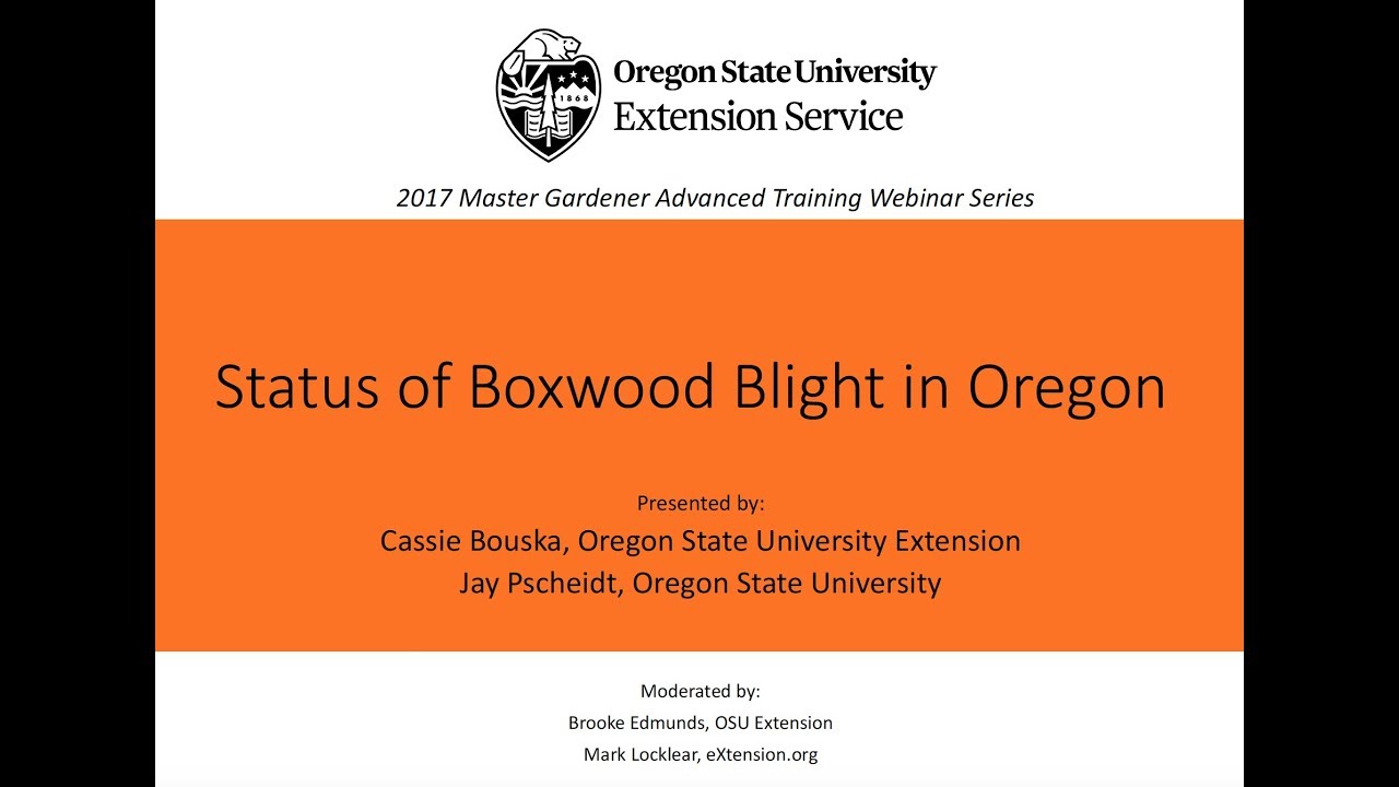 Status Of Boxwood Blight In Oregon 2017 Youtube