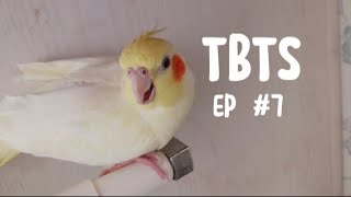The Birds: The Series Episode 7. The Last Cockatiel