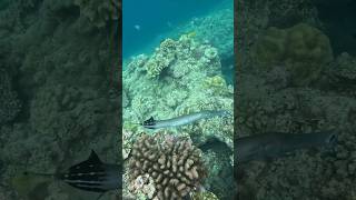 Cape Maeda, Okinawa #シュノーケリング #フリーダイビング #RockFish #CornetFish #YellowLongnoseButterflyFish #Diving