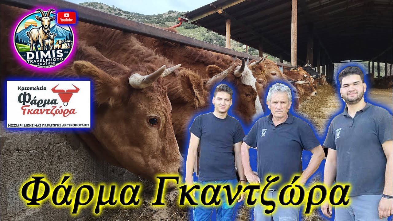 Φάρμα Γκαντζώρα, Εκτροφή βοοειδών. Gantzora Farm, Cattle breeding.