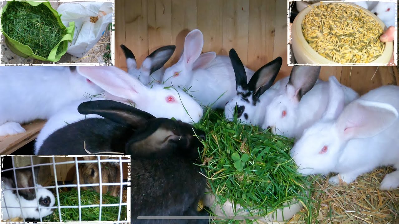 Kaninchen füttern mit Rasen vom Spielplatz - YouTube