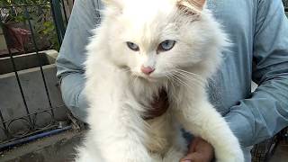 Beautiful Turkish Cat in multan Market for Sale