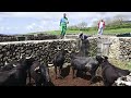 JAF - The Brave New Bulls 2021 - Terceira Island - Azores - Portugal