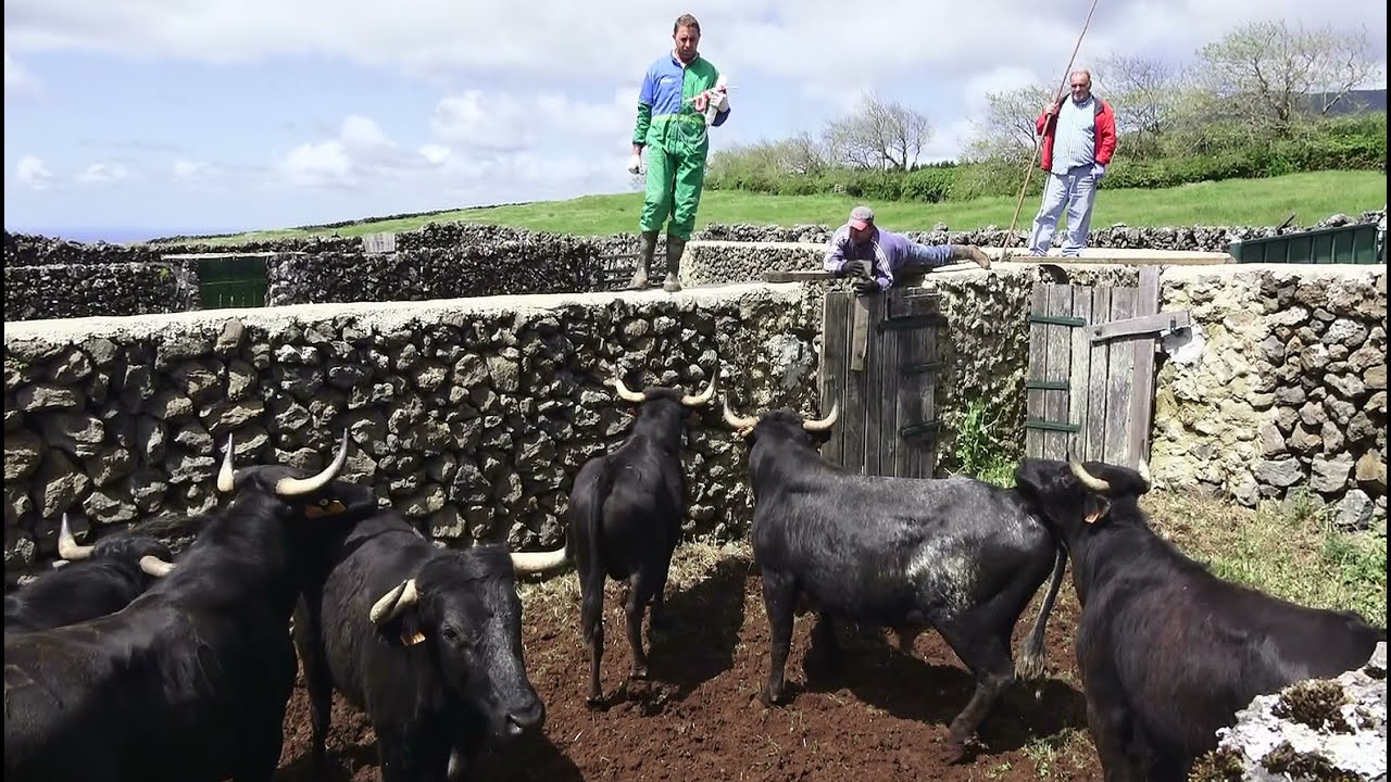 JAF - The Brave New Bulls 2021 - Terceira Island - Azores - Portugal