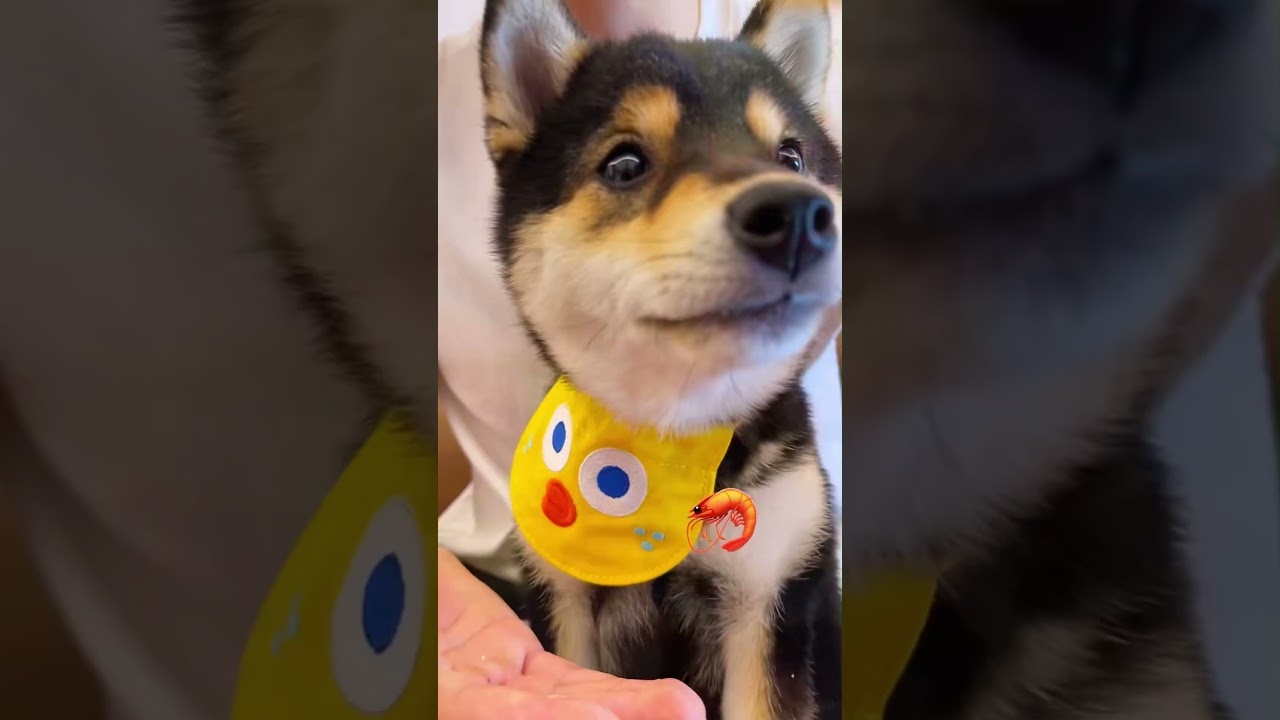🐕‍🦺