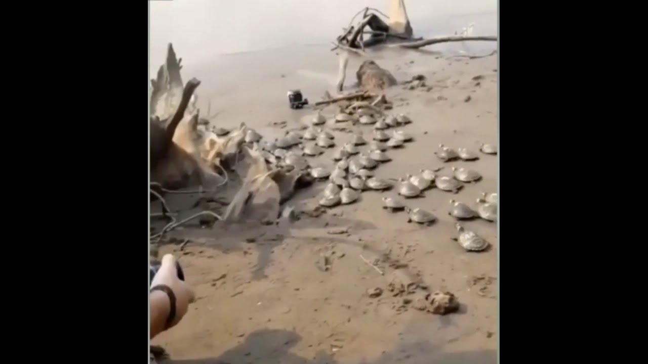 Hayvan Kurtarma Görüntüleri