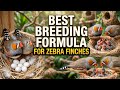 Zebra Finches Breeding Formula | Soft Food Secret for 100% Fertile Eggs