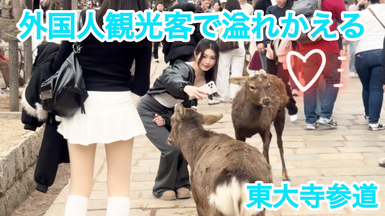 外国人観光客で溢れかえる東大寺参道🦌NARA  PARK