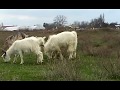 🤓😀Последствия - Сухая кастрация козла🐐🐐 (продолжение)