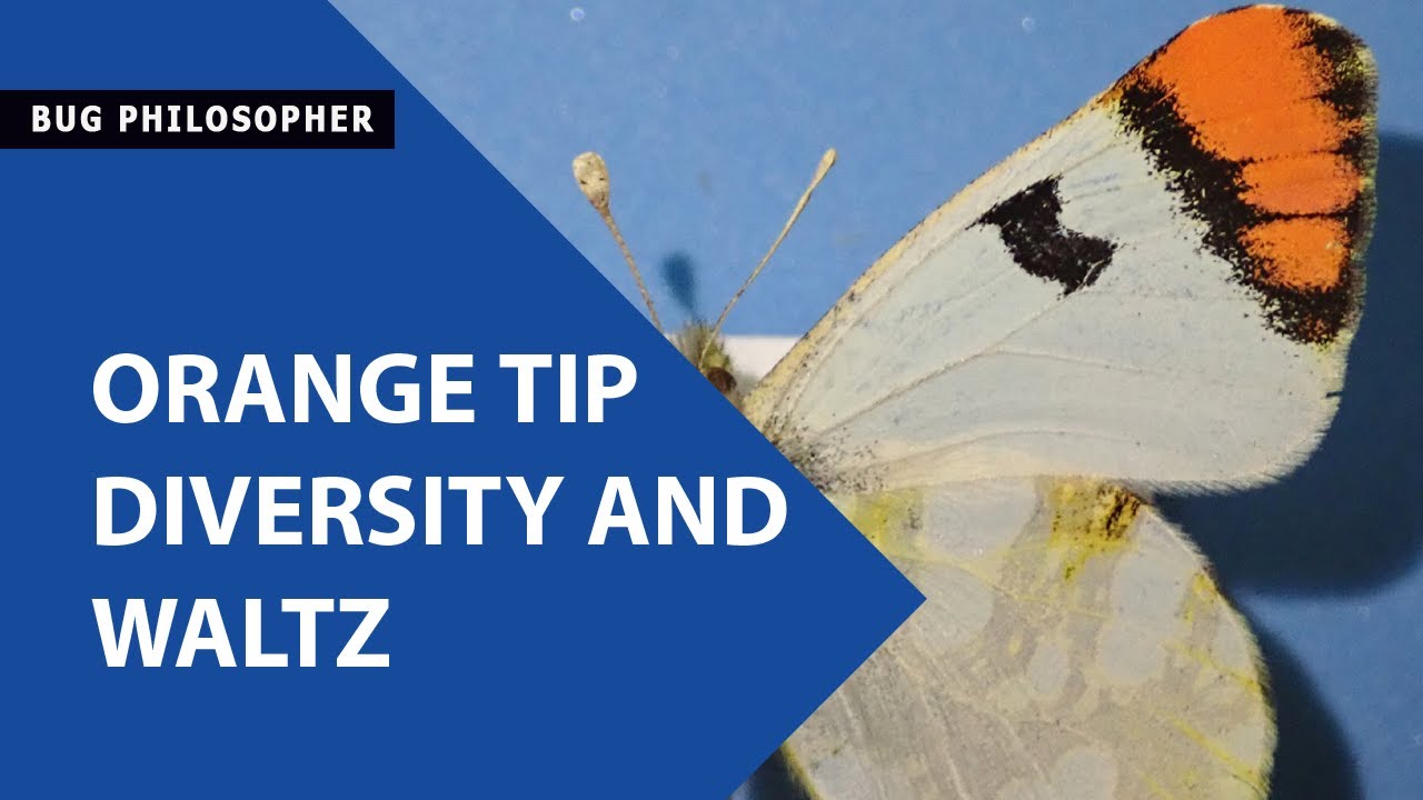 ORANGE TIP DIVERSITY AND WALTZ YouTube