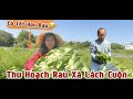 CÙNG CHỒNG NHẬT THU HOACH RAU XÀ LÁCH,ĐÓNG GÓI VÀ PHÂN PHỐI RA SIÊU THỊ NHƯ THẾ NÀO #kamiyahangjp