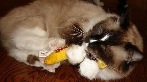 Ragdoll Cat Bunny Kicks The DuckyWorld Yeowww! Catnip Banana! ねこ - ラグドール - Floppycats