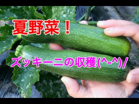 家庭菜園 とっても美味しいズッキーニ 収穫編 Youtube