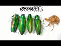 タマムシが木に詰まってたので引っこ抜いて採集観察