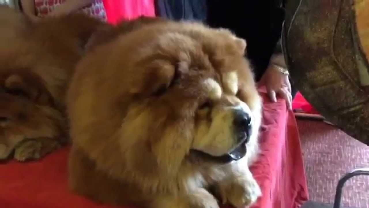chow chow kennel club