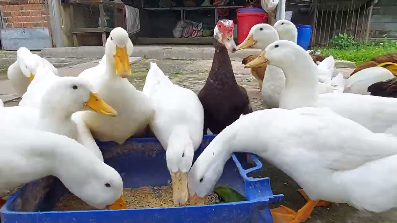 Bán nhà vườn nghỉ dưỡng- ao cá - vườn cây - nhà xây - nhà gổ Củ Chi