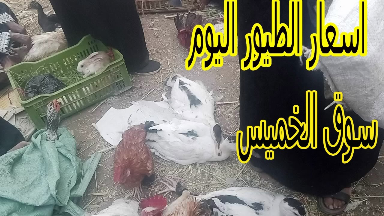 اسعار الطيور اليوم 🐔🐔 في سوق الخميس 🖐كوم امبو اسوان 🖐اسعار البط والوز في اكبر سوق طيور في مصر🐔🐰🍗🐔💖