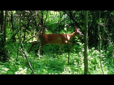 White-tailed Deer in