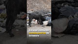 Estaban comiendo comida podrida de la basura