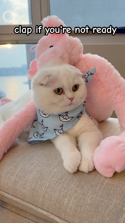 I don’t wanna go back 🙈 #kikicutekitty #backtoschool #sadcat #relatable #kids #school #cocoandkiki