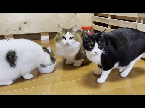 譲り合う気がこれっぽっちもない猫たち