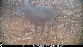Central NH 10 pointer at a scrape