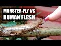 Dobsonfly VS Human Flesh!