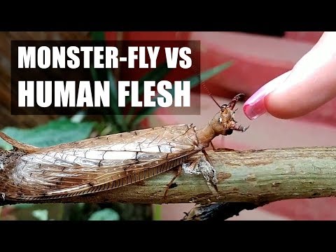 Dobsonfly VS Human Flesh!