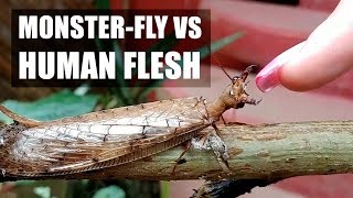 Dobsonfly VS Human Flesh!